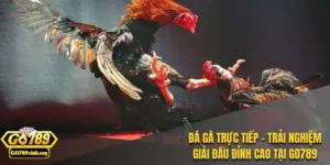 đá gà trực tiếp