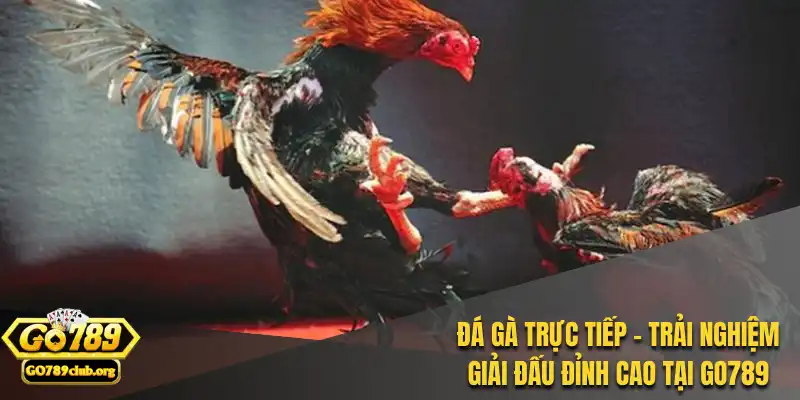 đá gà trực tiếp